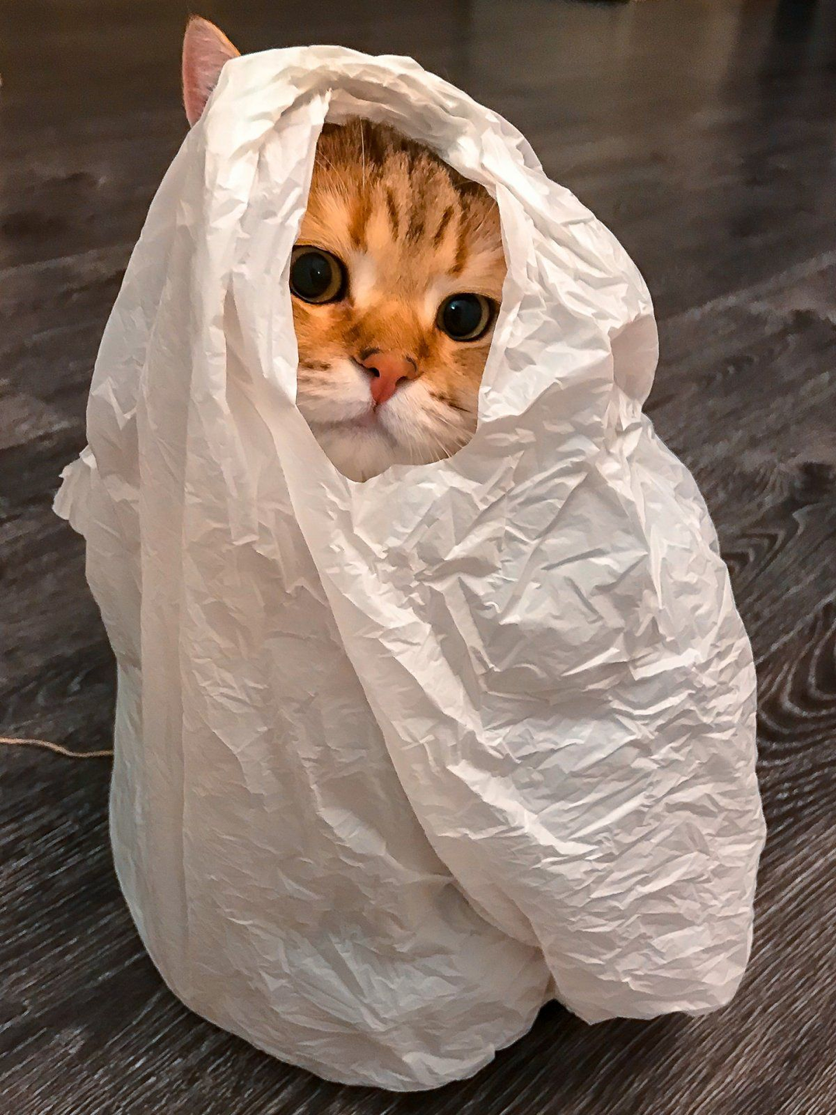 Кот в пакете